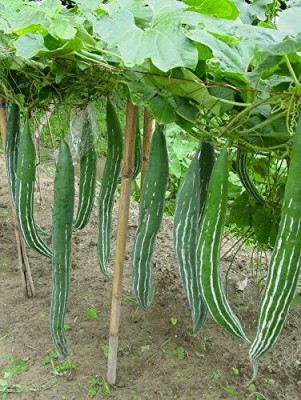 EKAKSHAR High Yield Hybrid Rare Long chichinda Snake Gourd Vegetable 5 Seeds A39 Seed(5 per packet)