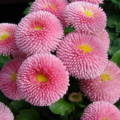 CRGO CALENDULA Seed(100 per packet)