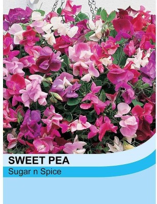 CYBEXIS F1 Hybrid Sweet Pea ‘Sugar N Spice’™ (Lathyrus odoratus) Hardy Annual Seed(1 g)