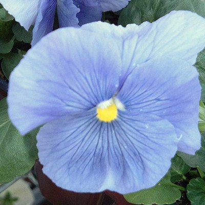 Biosnyg Pansy Flower - Delta Premium F1 Series -Pure Light Blue[100 Seeds] Seed(100 per packet)