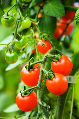 Buywin tomato Seed(100 per packet)