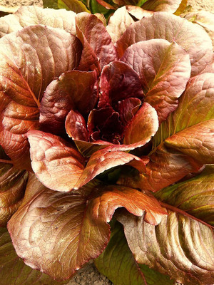 WILLVINE GBPUT-743 Cimmaron Deep red Romaine Lettuce Seed(200 per packet)