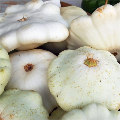 WILLVINE GBPUT-420 Early White Scallop Summer Squash Seed(100 per packet)