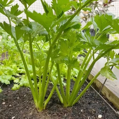 MAA Celery, Ajmod Seed(46 per packet)