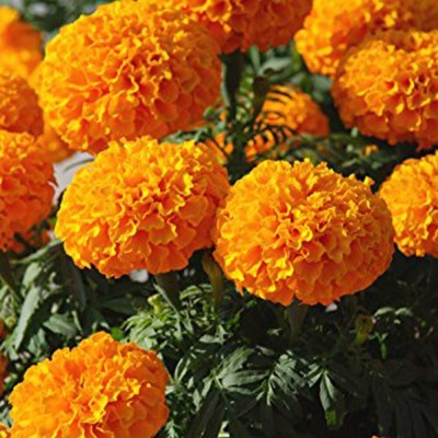 Aywal African Hybrid Marigold (Genda) Seeds Orange Seed(1 g)