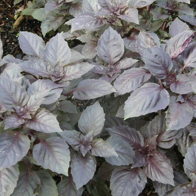 WILLVINE VXI-70 Herb Basil Red Rubin Seed(2000 per packet)