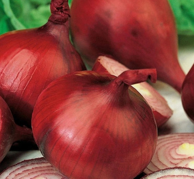 Quentova ONION RED BRUNSWICK-KGF-22K Seed(250 per packet)