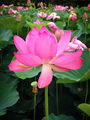kotaliya Lotus Flower Seeds mix - Indoor For Home Garden - 20 Seeds + Instruction Manual Seed(10 per packet)