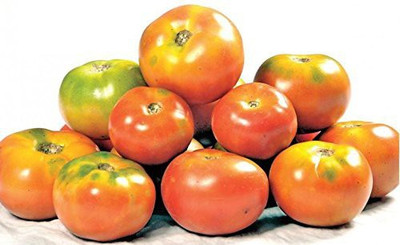 KANAYA Tamatar Seed(600 per packet)