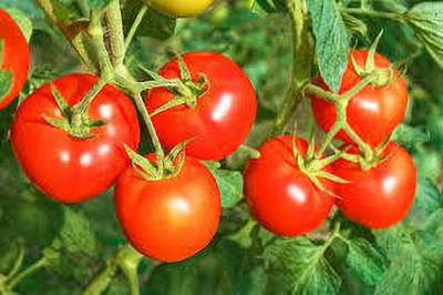 XOLDAA hybrid f1 quality tomato seeds Seed(65 per packet)