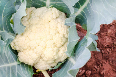 Mahak Stors white cauliflower,gobhee seeds Seed(15 per packet)