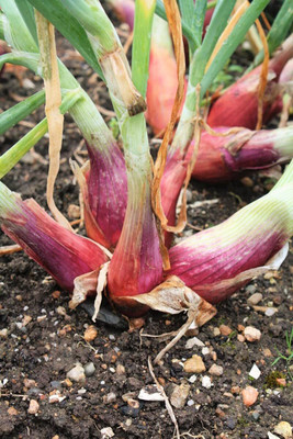 KNESSiN Open-Pollinated Shallot Onion Vegetable Seeds For Planting-(2400 Seeds) Seed(2400 per packet)