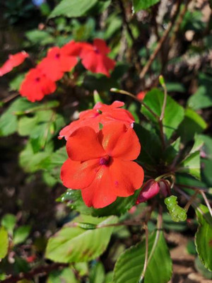 XOLDAA BALSAM FLOWER SEEDS Seed(30 per packet)