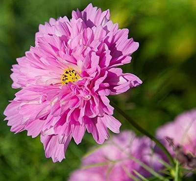 VibeX XLR-23 - Pink Cosmos Flower - (30 Seeds) Seed(30 per packet)