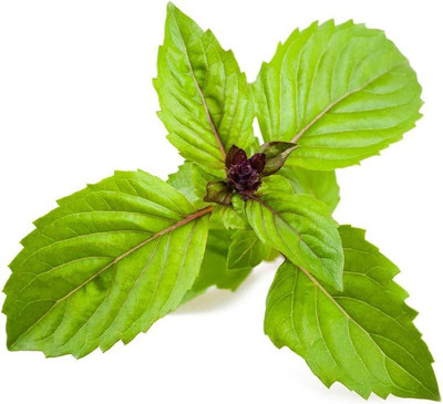 WILLVINE VVI-1 Cinnamon Basil Seeds Seed(2000 per packet)
