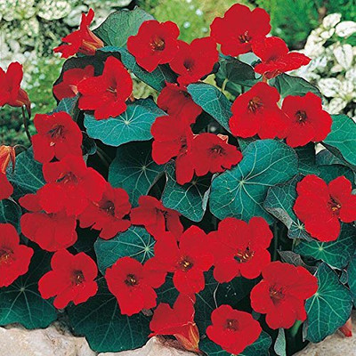 Aywal Nasturtium Dwarf Single Mixed Flower Seed(7 per packet)