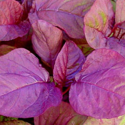 Quentova Lal Saag Chaulai Red Amaranth | Vegetable-GAV-5O Seed(250 per packet)