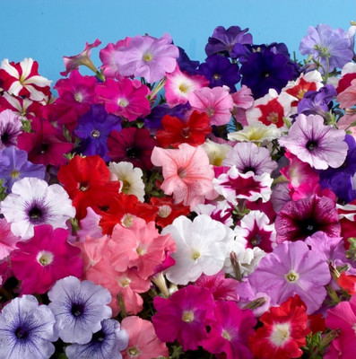 Quentova Petunia Flower – Multiflora Mix-KWI-4E Seed(75 per packet)