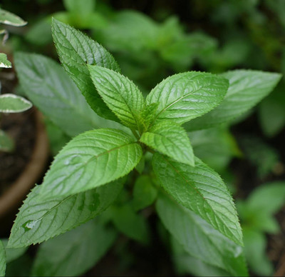 VibeX ® VMR-587 Peppermint Seeds- Heirloom Herb Seed(200 per packet)