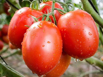 CYBEXIS Granadero Tomatoes2000 Seeds Seed(2000 per packet)