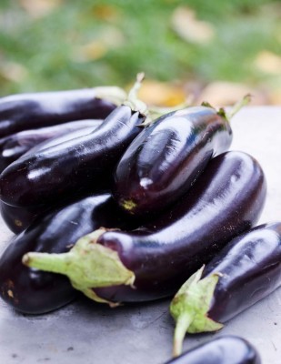 Qualtivate FXL-5AT Brinjal Black Beauty Heirloom Seed(300 per packet)