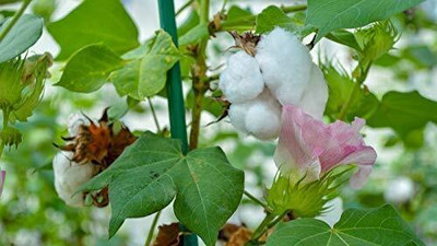 the green dotcom New kapas cotton seeds/kapas cotton seeds 55 Seed(55 per packet)