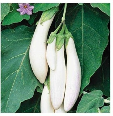 Aywal Brinjal White long Vegetable Seed(180 per packet)