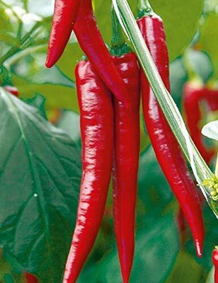 WILLVINE MEH -XI Chilli Pepper Grand Superior[10gm, 2000 Seeds] Seed(2000 per packet)