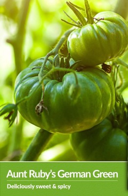 Quentova German Green Tomato 10gm Seeds Seed(4000 per packet)