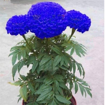 CYBEXIS LXI-90 - Blue Marigold Flower - (2250 Seeds) Seed(2250 per packet)