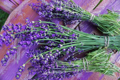 CYBEXIS NDIR-85 - English Lavender - Lavandula - (2250 Seeds) Seed(2250 per packet)