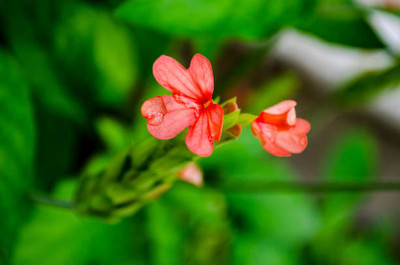 DIPA kanakambaram-firecracker-crossandra Seed(13 per packet)