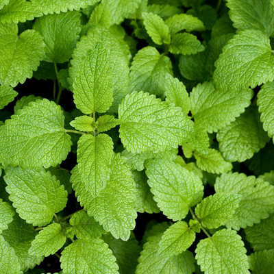 Qualtivate HUA-8A Lemon Balm Herb Seed Seed(200 per packet)