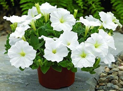 DIOART PETUNIA Seed(75 per packet)