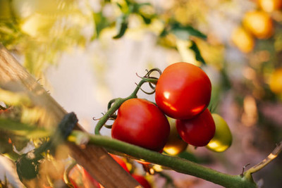 VINSIN tomato Seed(25 per packet)