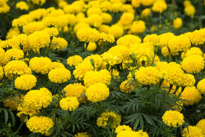 JDM Store marigold/gende ka phool flower seeds Seed(50 per packet)