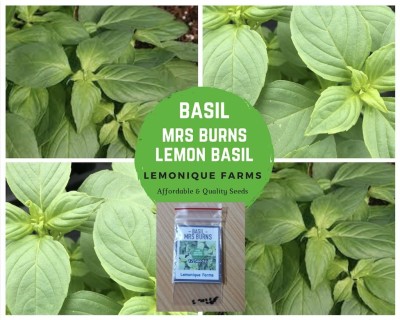 Qualtivate GBPUT-36 Lemon Basil 'Mrs. Burns' Seed(1000 per packet)