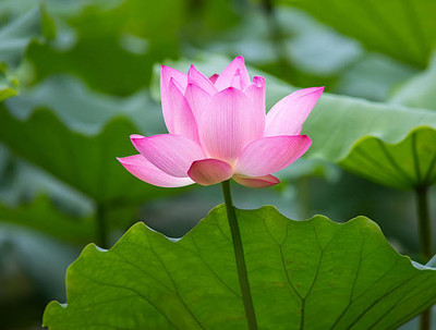 amkdseeds lotus,kamal gatta Seed(14 per packet)
