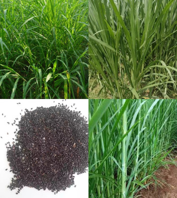 ibains Super nepier grass seeds hybrid beez 526 Seed(526 per packet)