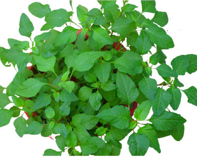 VibeX ® VXI-640 Cholai Saag (Green Amaranthus) Seed(500 per packet)