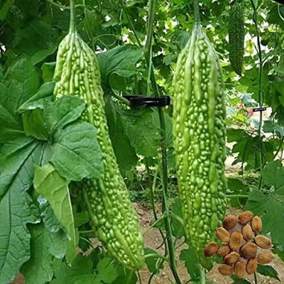 Qualtivate ICRA-3A Heirloom Organic Non-GMO Bitter Gourd Seed(50 per packet)