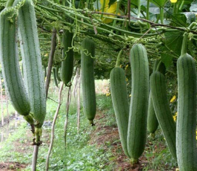 CYBEXIS TLX-7 - Luffa Smooth Sponge Gourd Vine - (900 Seeds) Seed(900 per packet)
