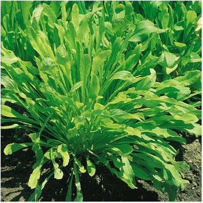 WILLVINE NKR -XIII Mibuna Chinese Cabbage Seeds [50g] Seed(15000 per packet)