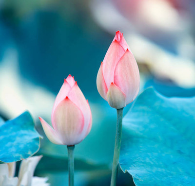 Vignaya lotus,kamal gatta Seed(15 per packet)