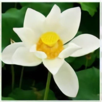 CYBEXIS VVI-55 - Pond Dwarf Mini Water Bowl Aquarium Lotus - (30 Seeds) Seed(30 per packet)