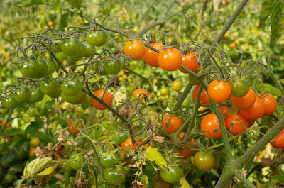 Shree Poojan tomato Seed(70 per packet)