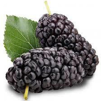 Oliver mulberry(shahatoot) fruit seeds Seed(57 per packet)