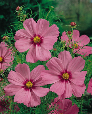 Quentova Gloria Cosmos-7X-GBPUT Seed(50 per packet)