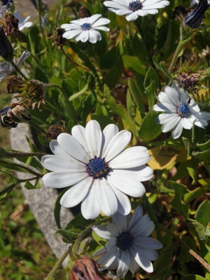 FEVESTA Organic Dimorphotheca Flower Plant Seed(100 per packet)