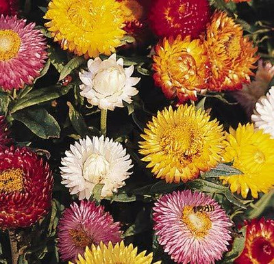 Aywal Helichrysum Seed(70 per packet)